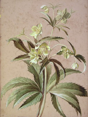 Helleborus viridis, Otsababa emea