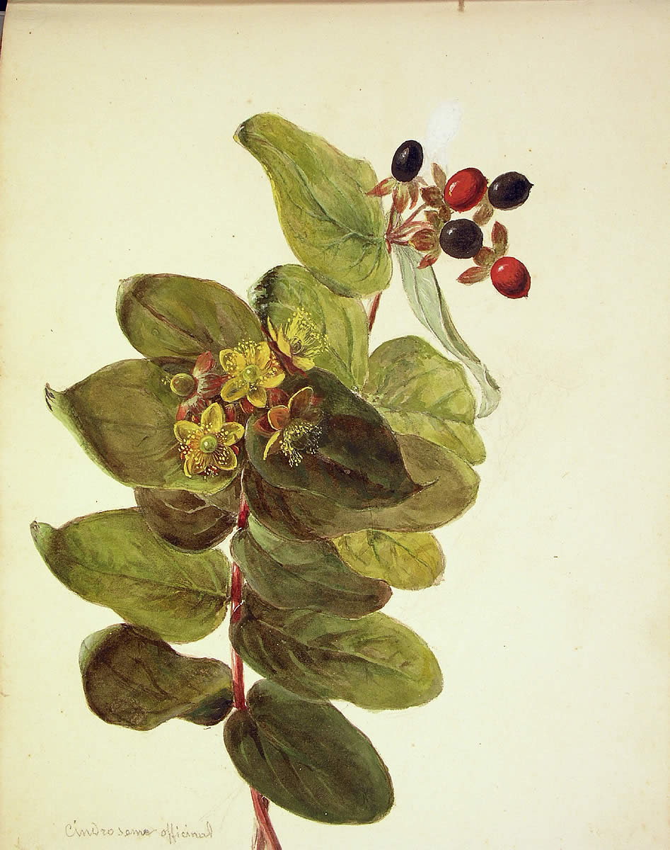 Hypericum androsaemum, Orkatxa