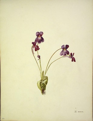 Pinguicula grandiflora, Muki-belarra