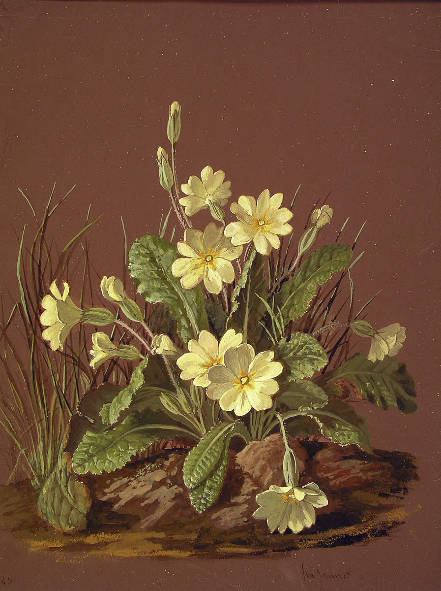 Primula vulgaris+Primula veris, San Jose lorea