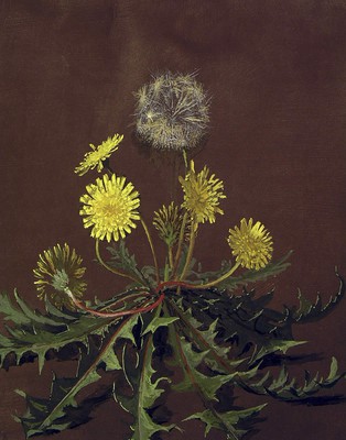 Taraxacum officinale, Txikori-belarra